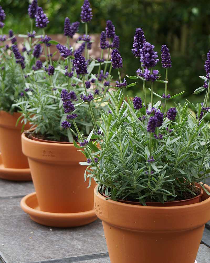 Blomfakta_lavendel2.jpg