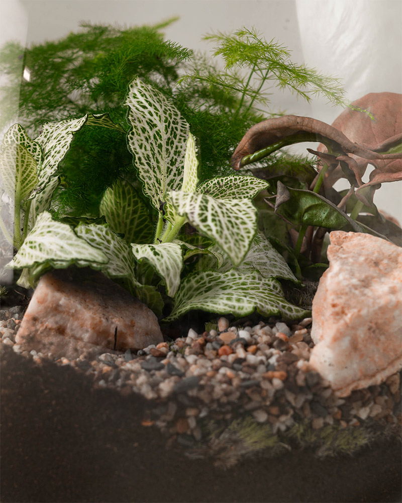 Blomfakta_Terrarium2.jpg